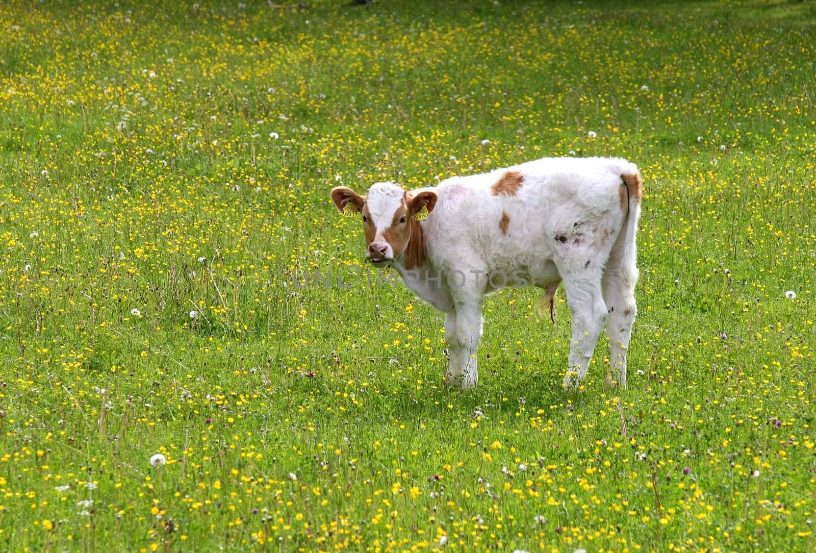 young cow standing on meadow and looking at the camera