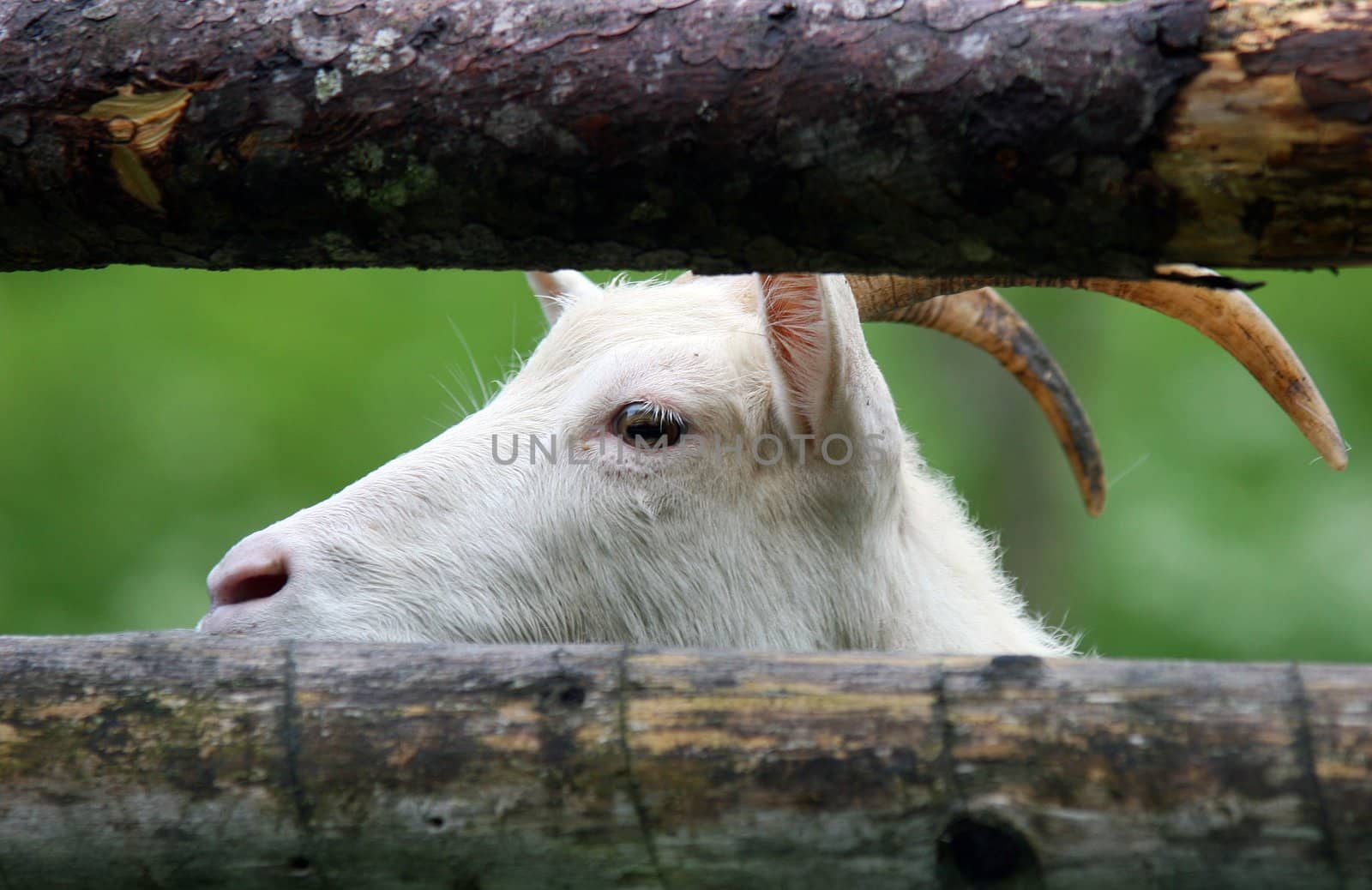 Closeup of a goats head, isolated on green background