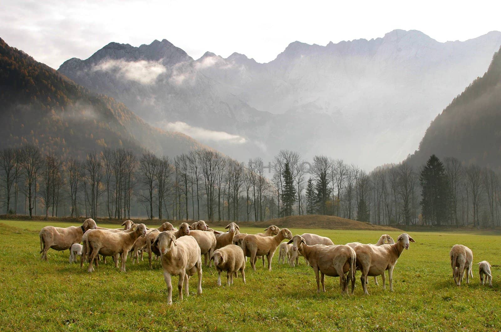 A herd of sheep. Mountains in the background