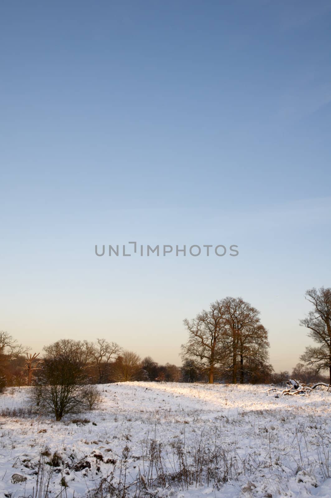 A view of a park covered in snow on the ground and trees