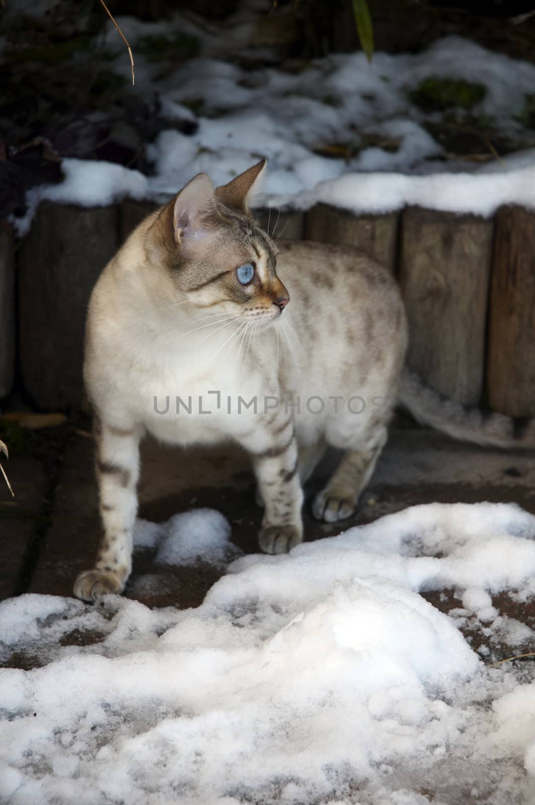 Bengal cat by mbtaichi