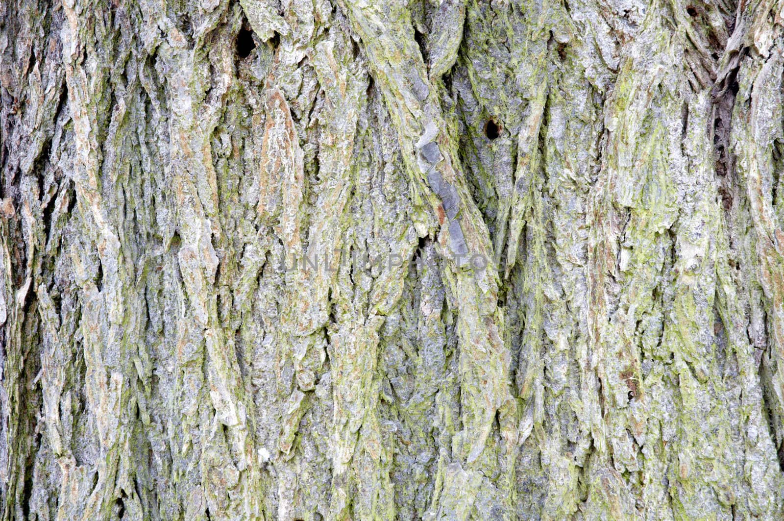 A close up of the bark of a tree