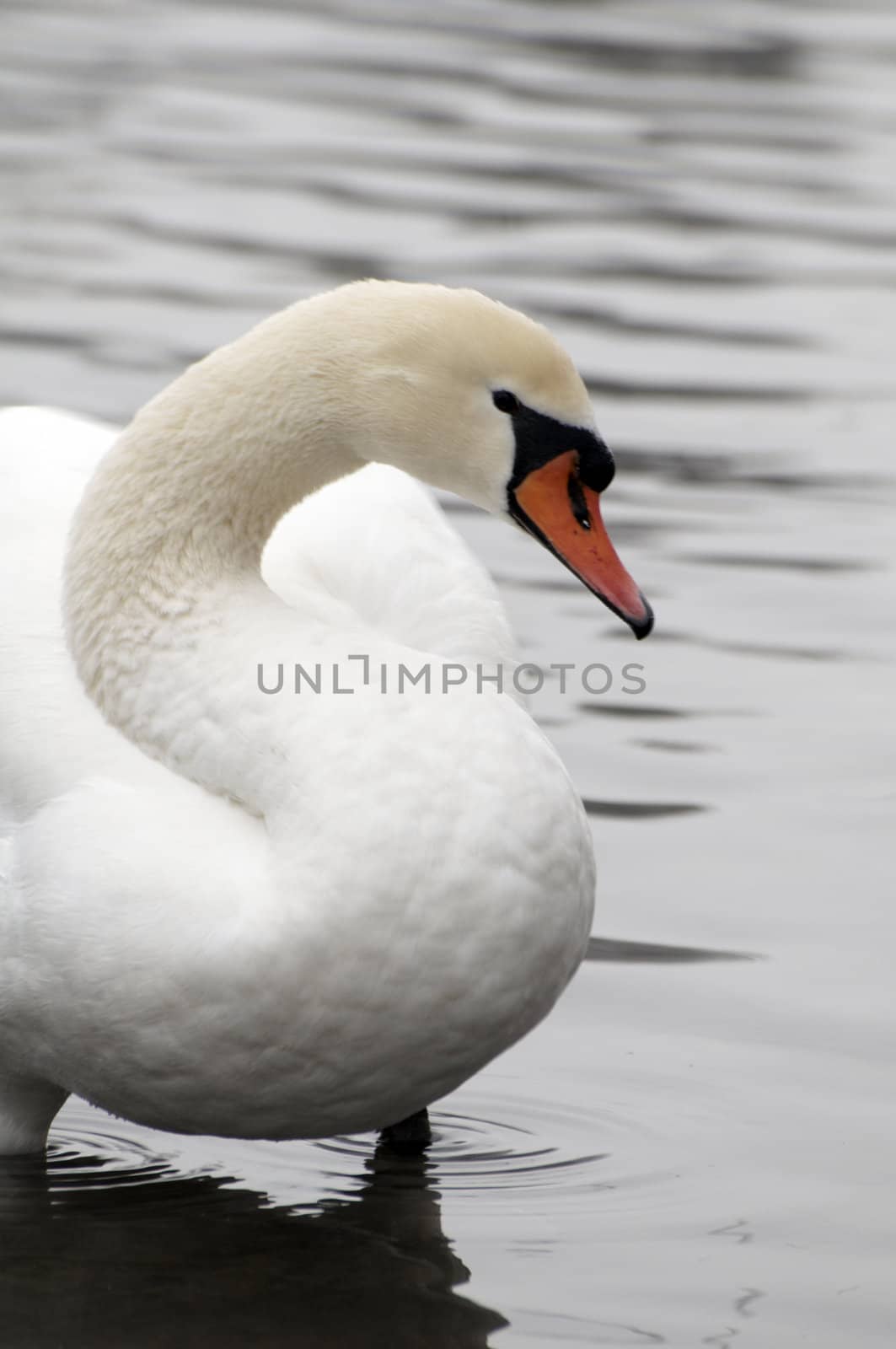 A swan on a lake in winter