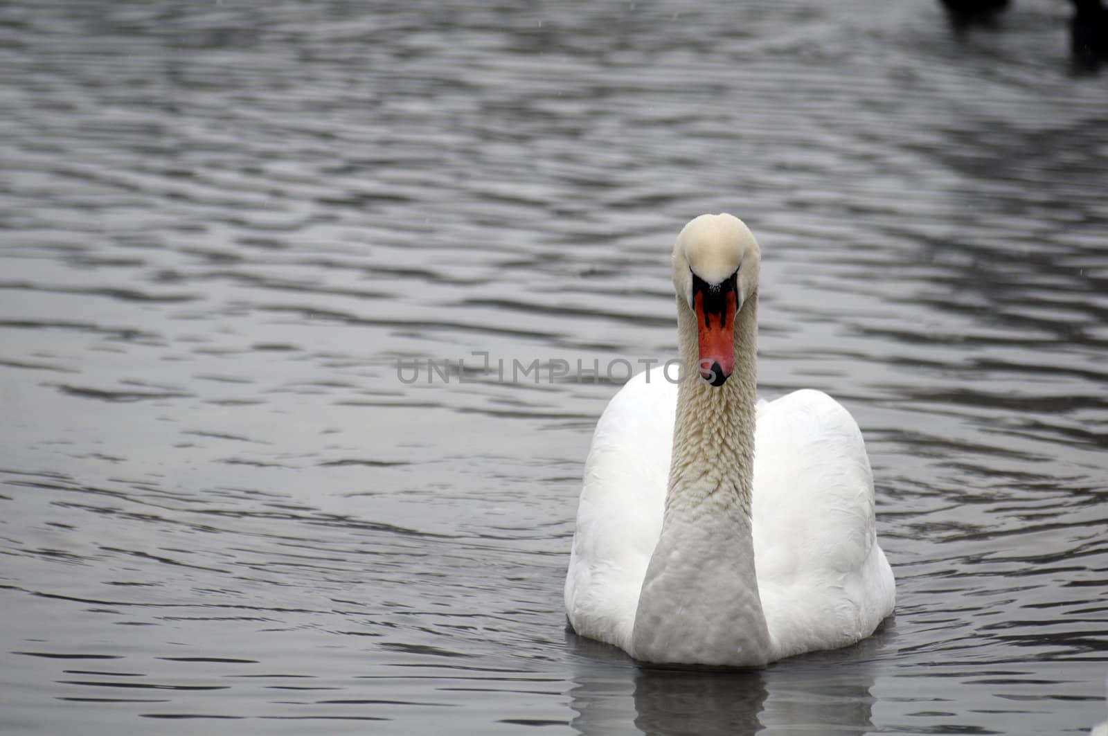 A swan on a lake in winter