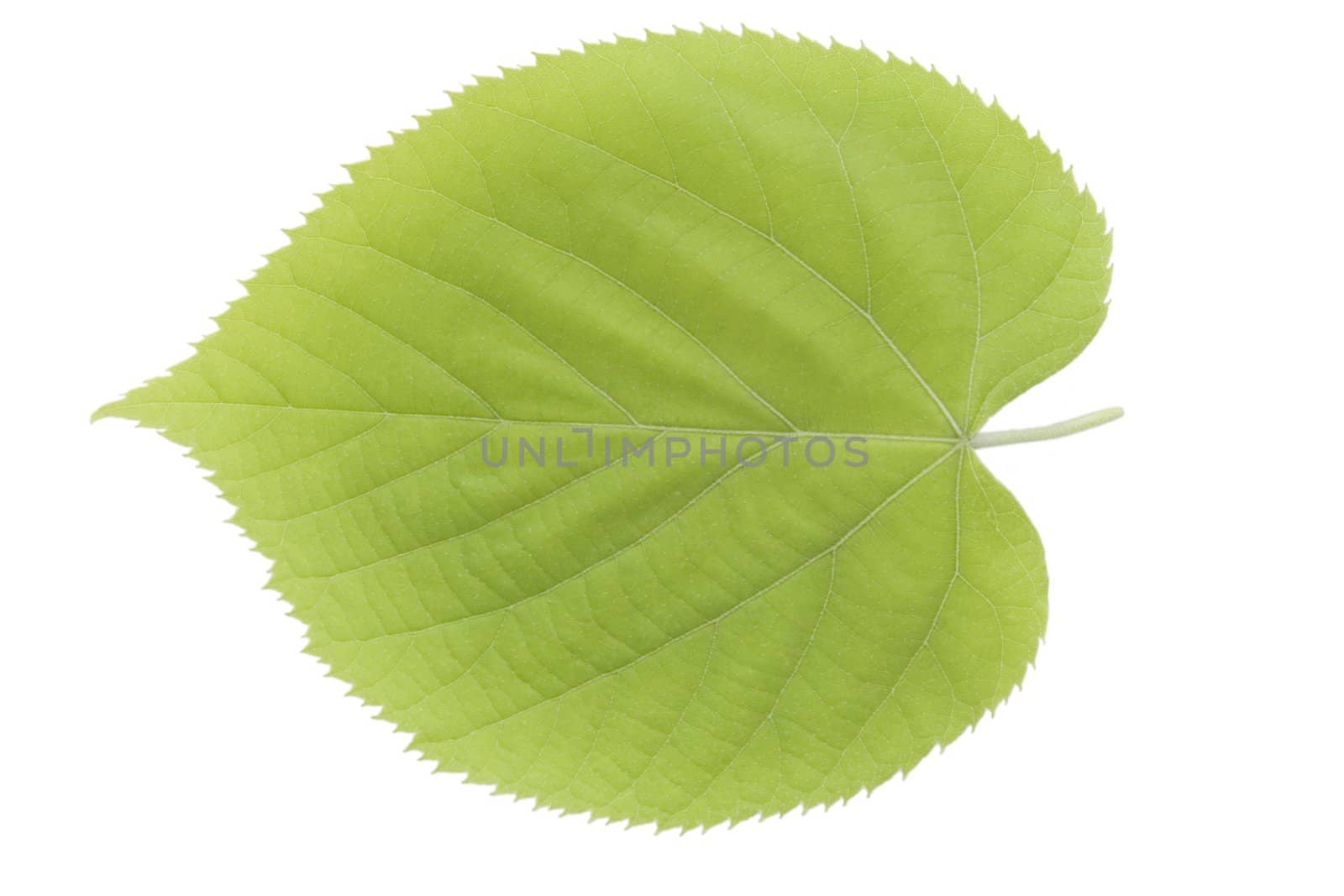 front view of green leaf on white background