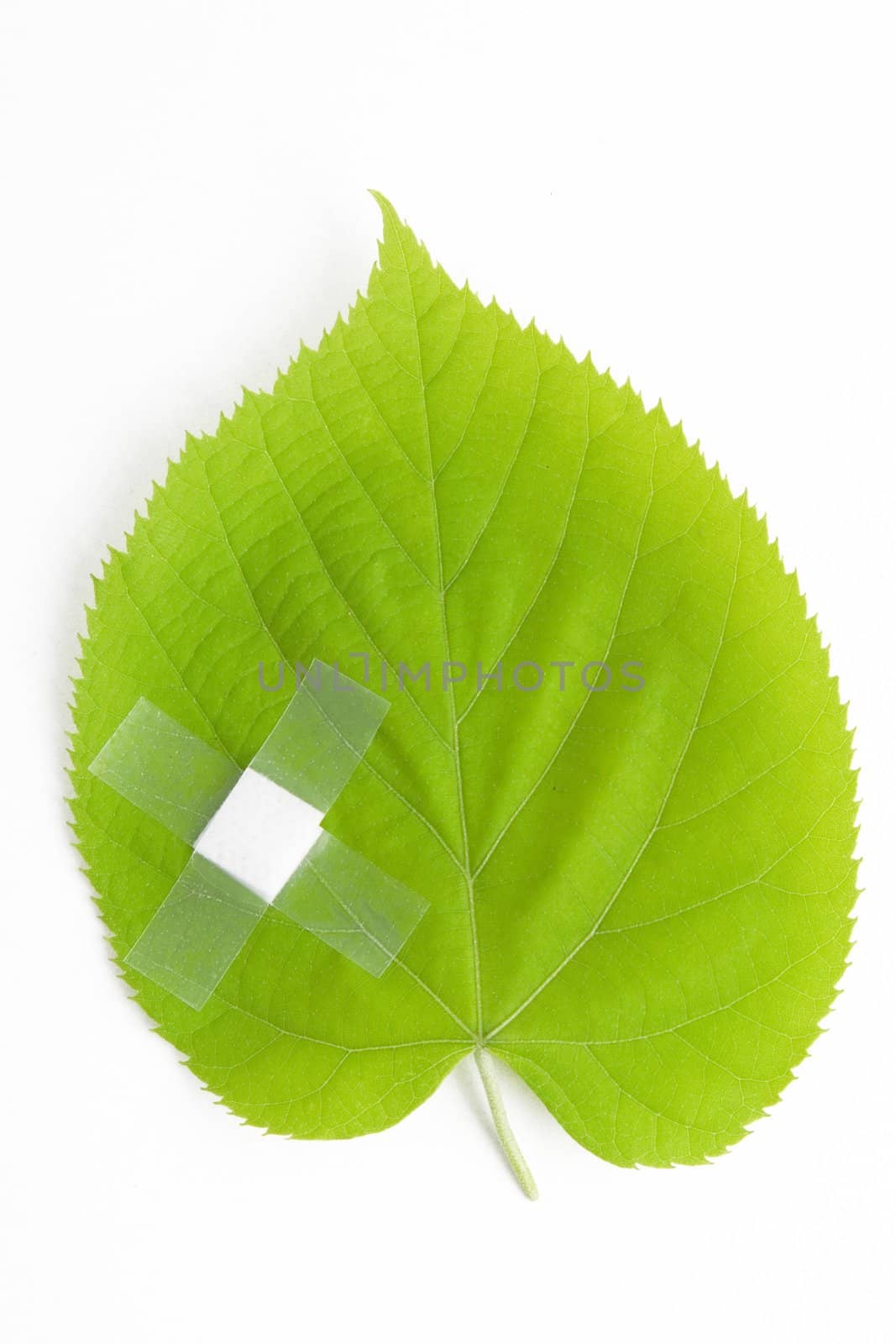 environment protection, green leaf bandaged with white patch