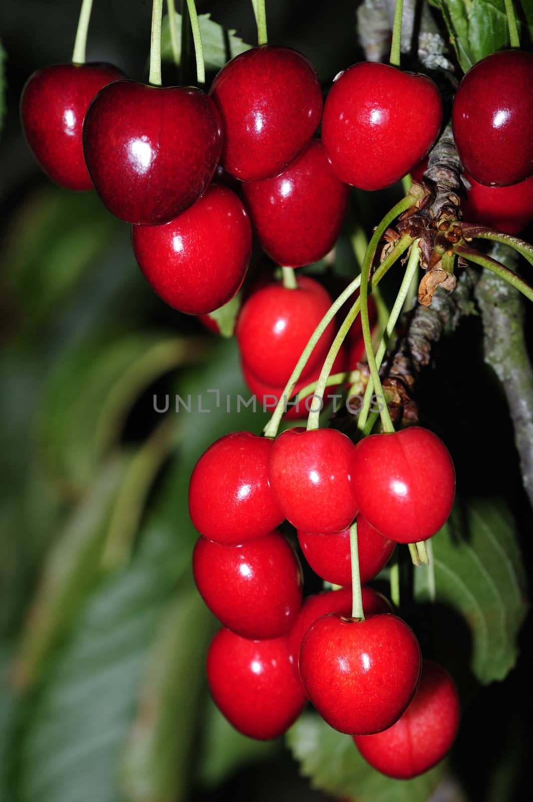Cherries on the tree by Bateleur