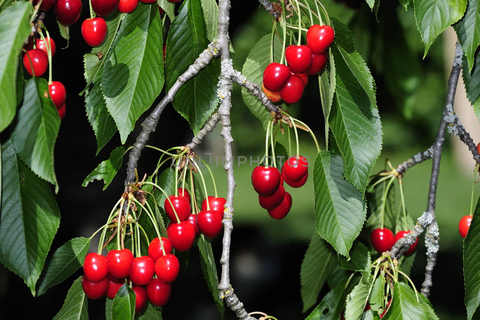 Cherries on the tree by Bateleur