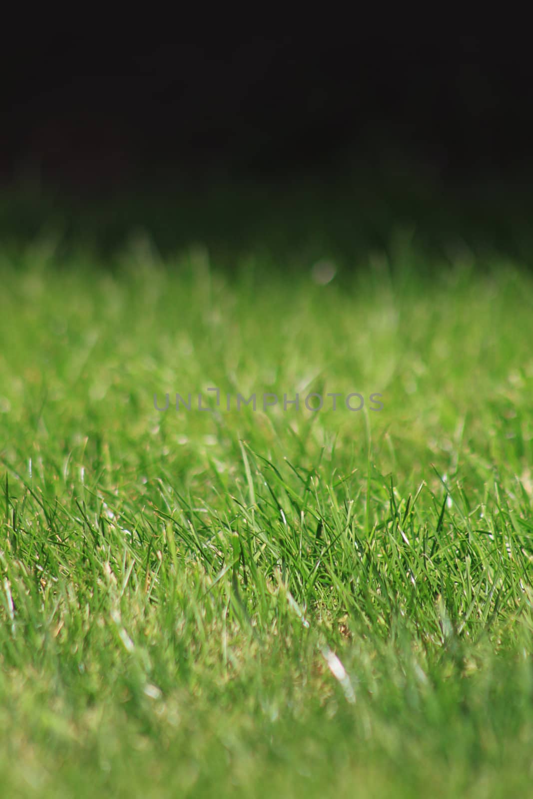 A portrait format image of green grass. Focus on middle distance of image. Room for copy above or below image.