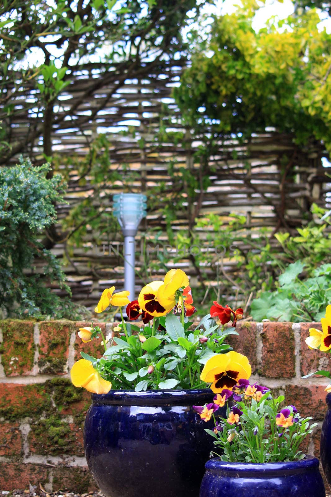 Two blue glazed post with seasonal pansie flowers growing in them. Set on a garden pation area in an urban garden. Set against a wicker fence background, with a solar powered patio light visible to background.