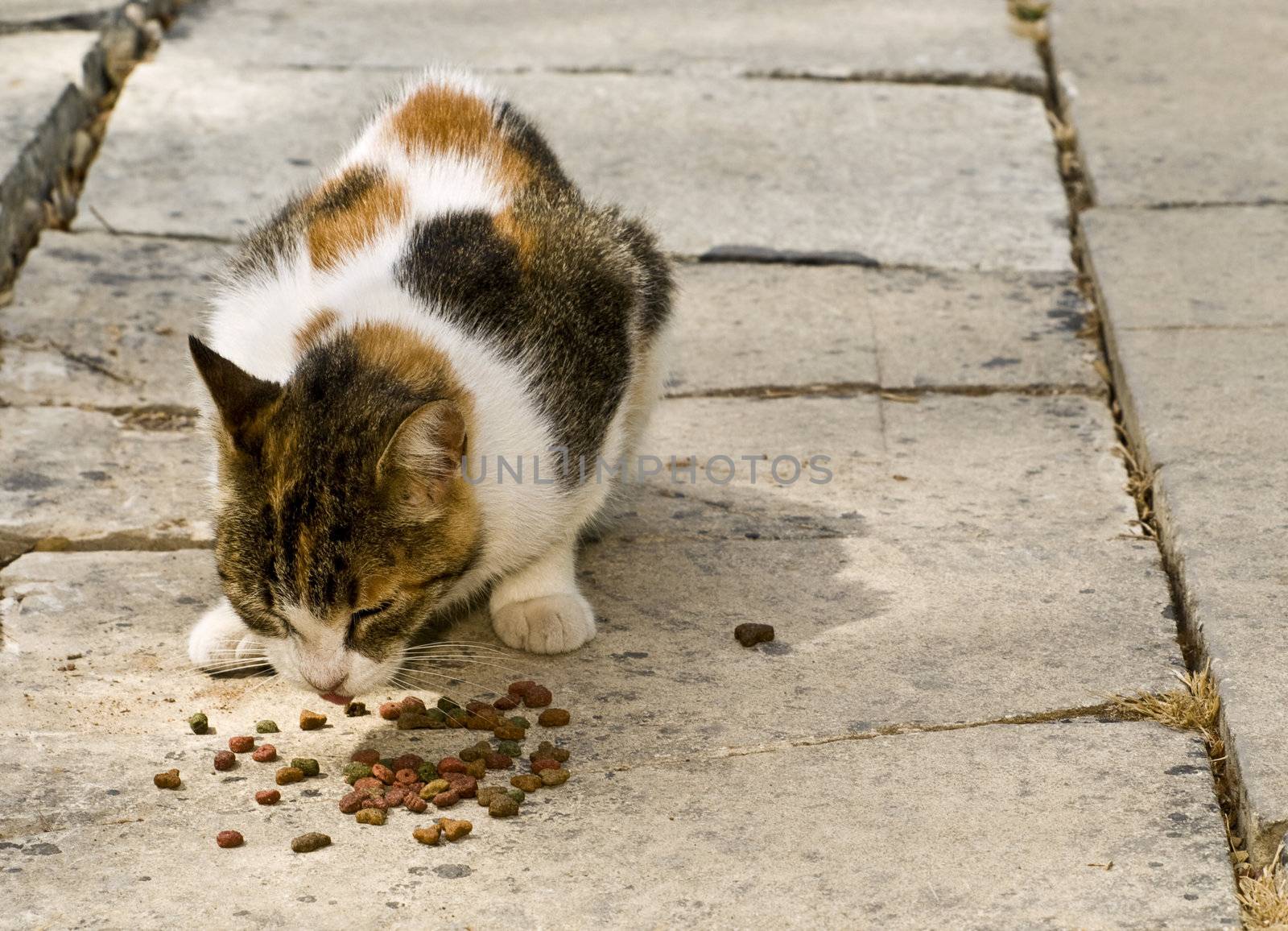 Typical street cat on the Mediterranean island of Malta eating some donated cat food
