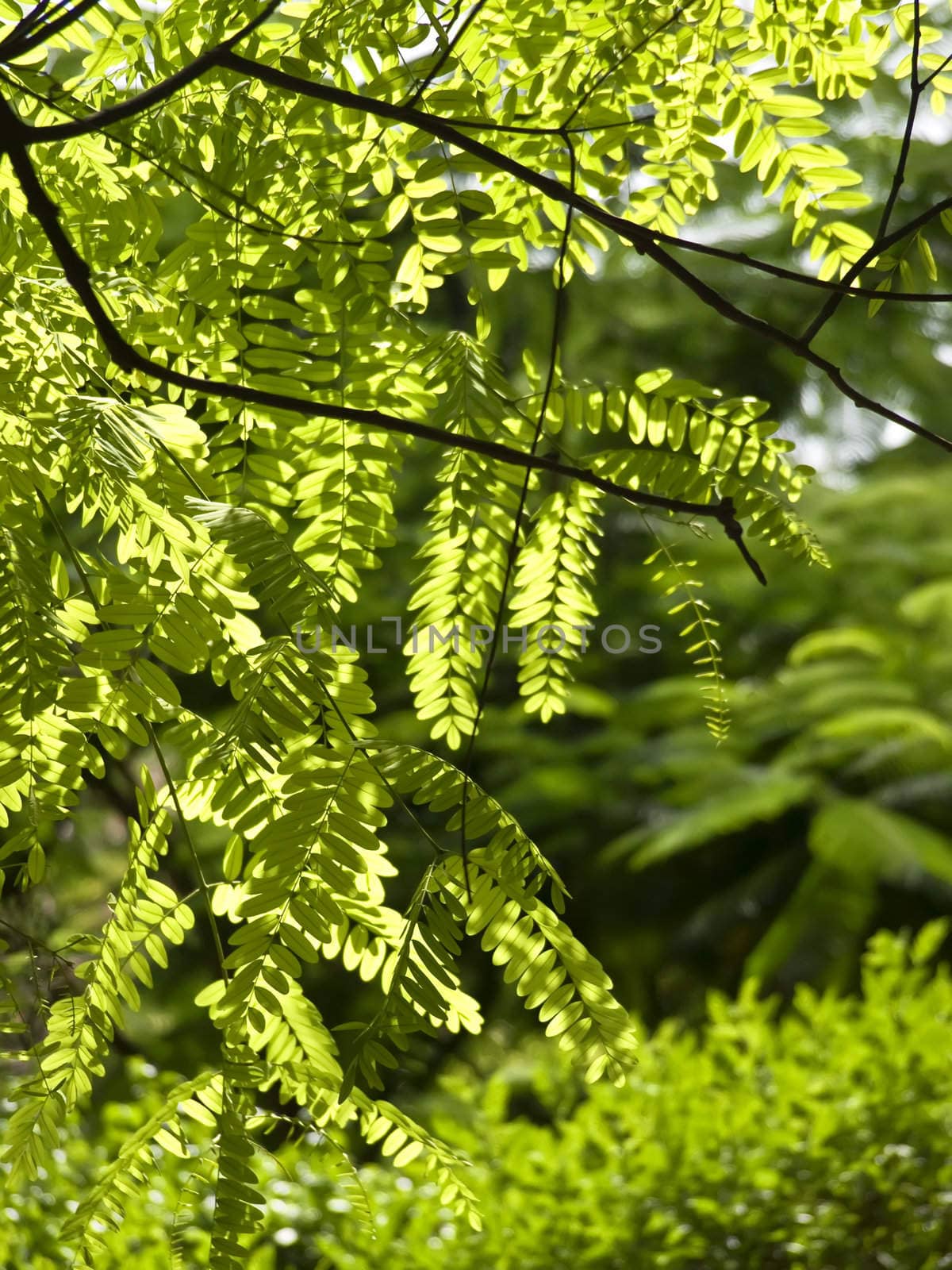 Vivid backlit foliage and leaves on a tree branch