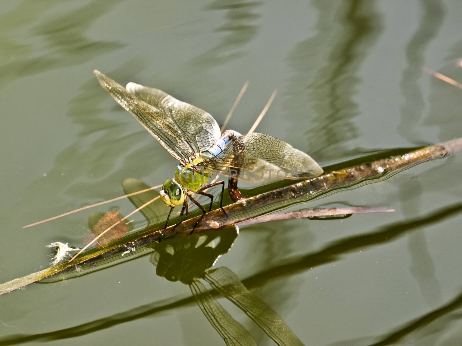 This species of dragonfly is typically found in North America yet this was photographed in Malta in the Mediterranean