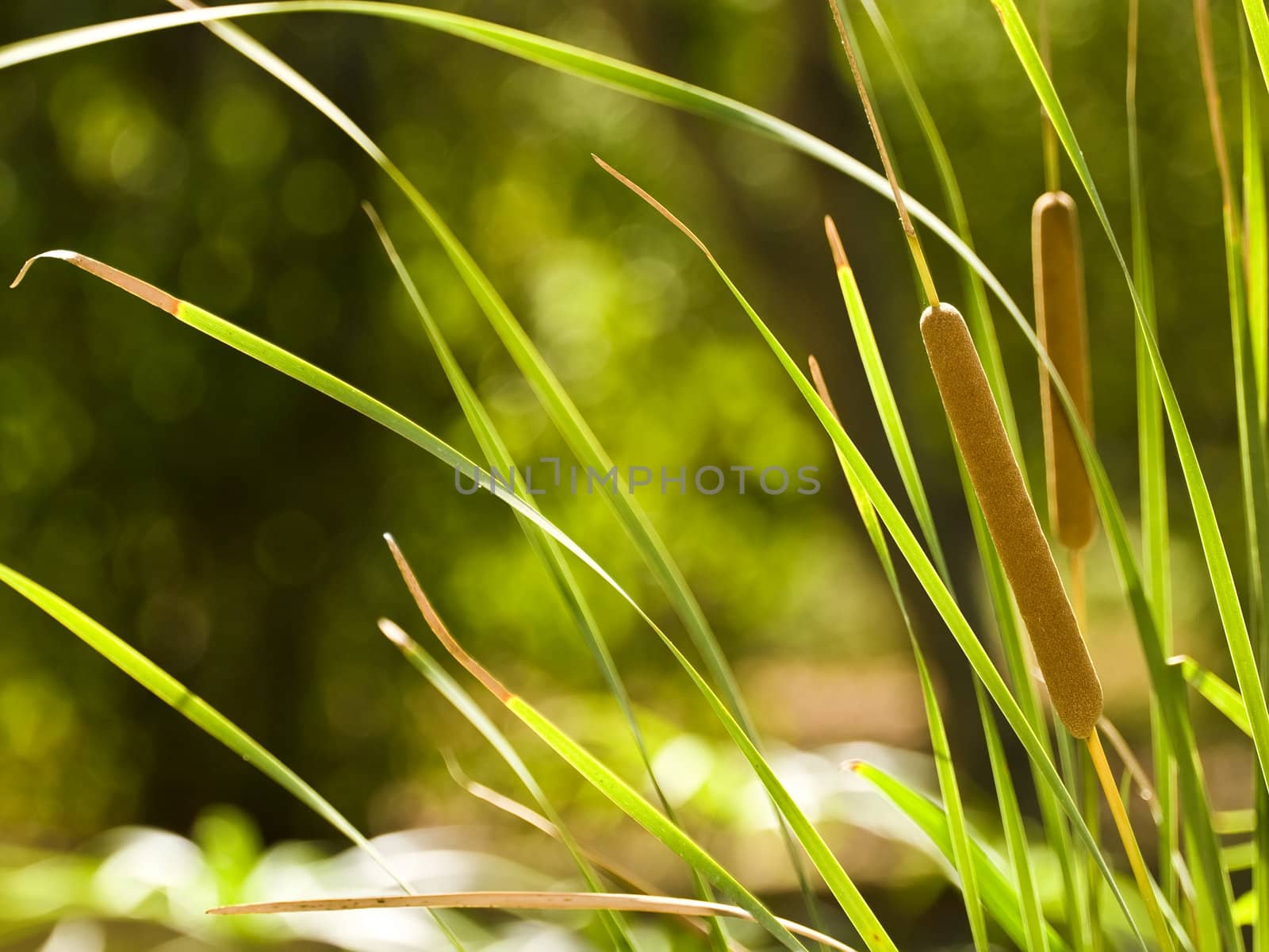 Detail of the common cattail or bulrush which is found near ponds and other water sources