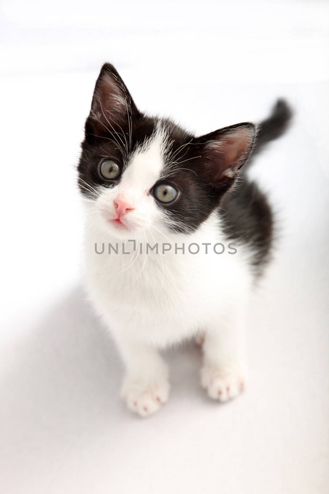 small, black and white kitten look up into the camera by Farina6000