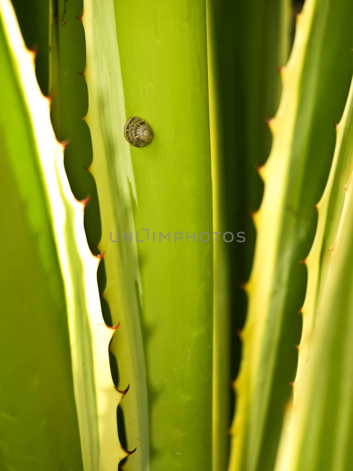 Snail on Cactus by PhotoWorks