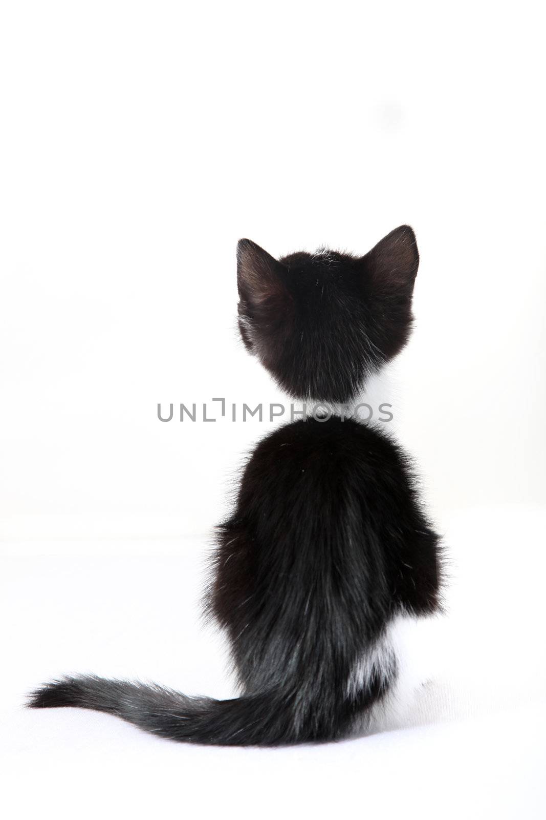 kitten from behind against a white background - cutout