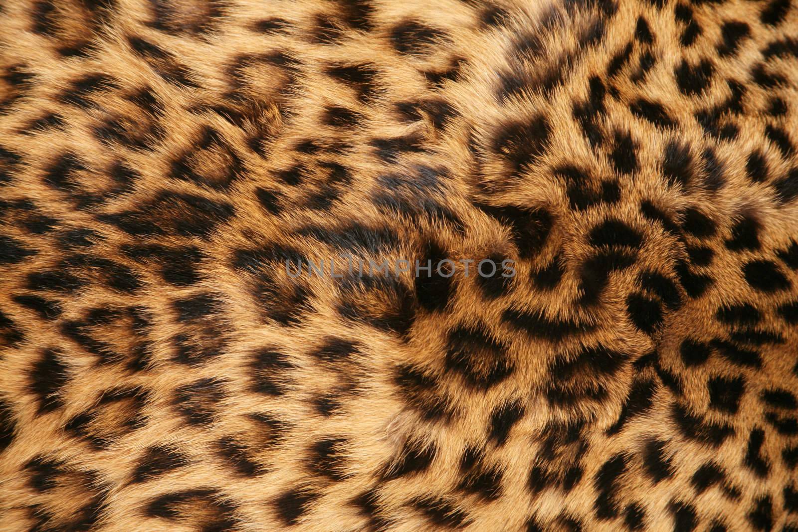 Full screen high resolution shot of a skin of the leopard. Good for a texture or a background
