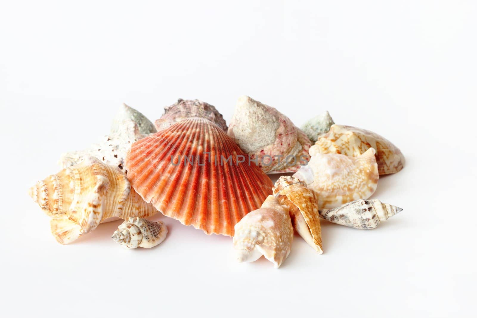 Beautifull sea shells close up white by artush