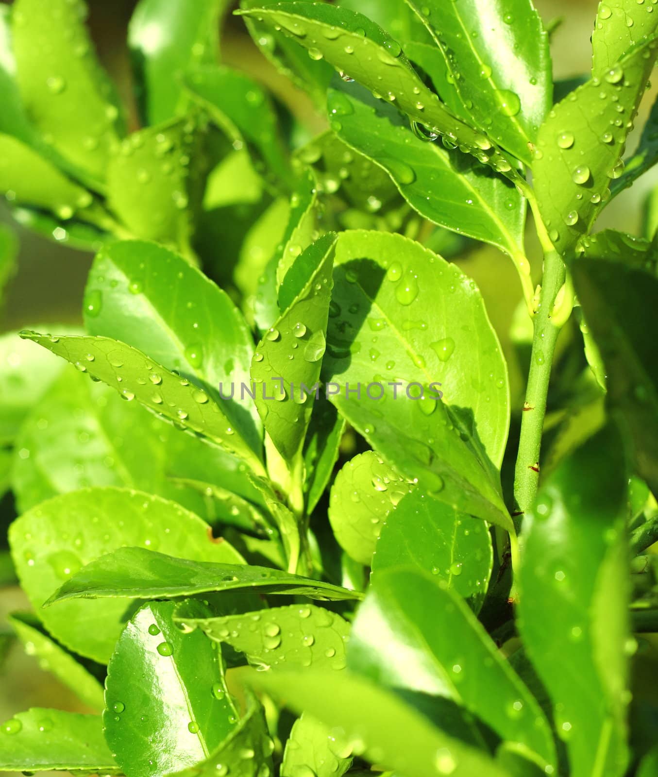 Green leaves with drops of water by artush