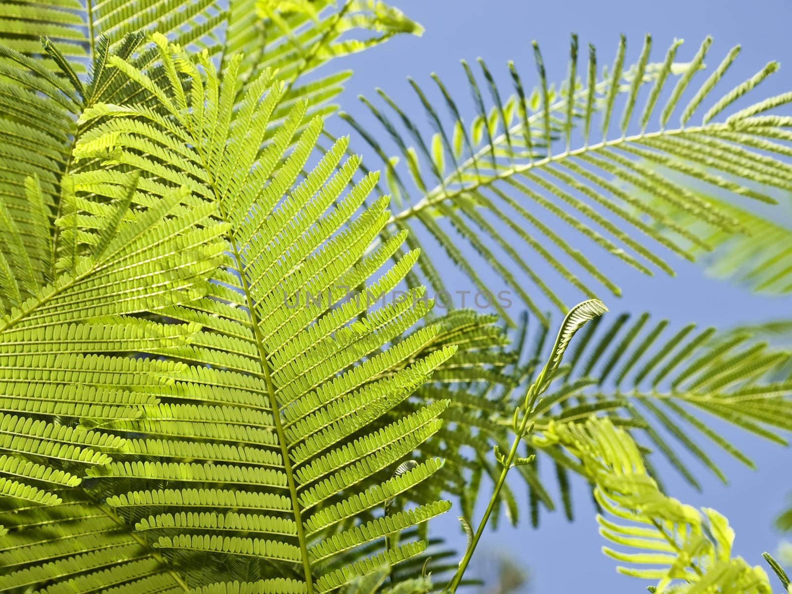 Detail of tropical fern leaves during summer
