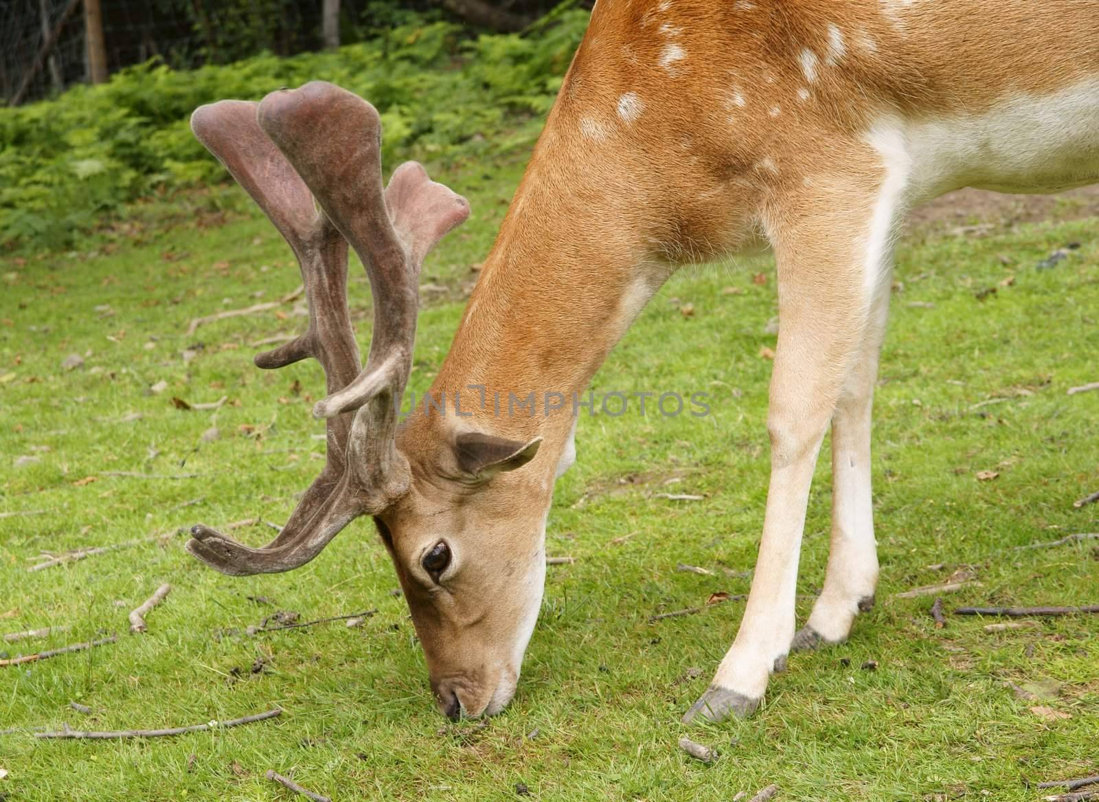 Faun on the nature eating grass on forest meadow