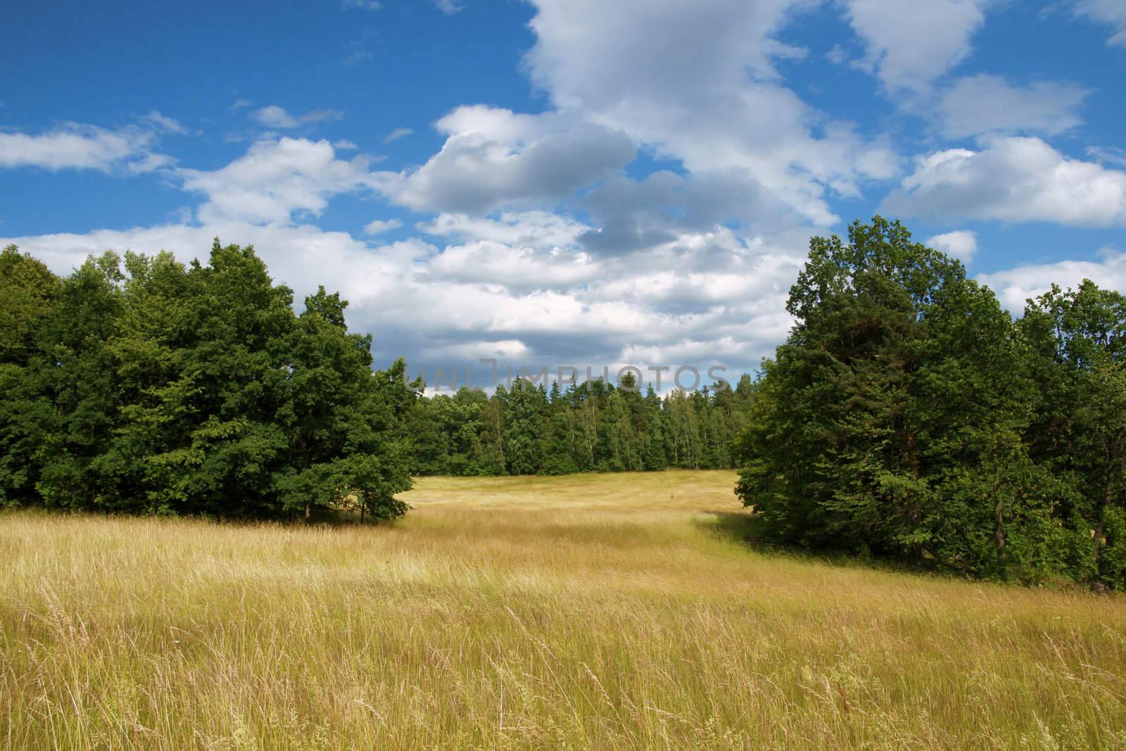 Polish landscape - yellow filed, the blue sky and white clouds