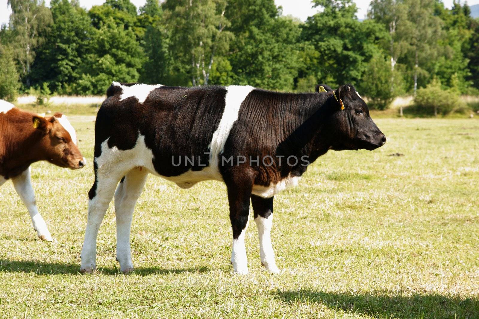 Black and white cow on the meadow