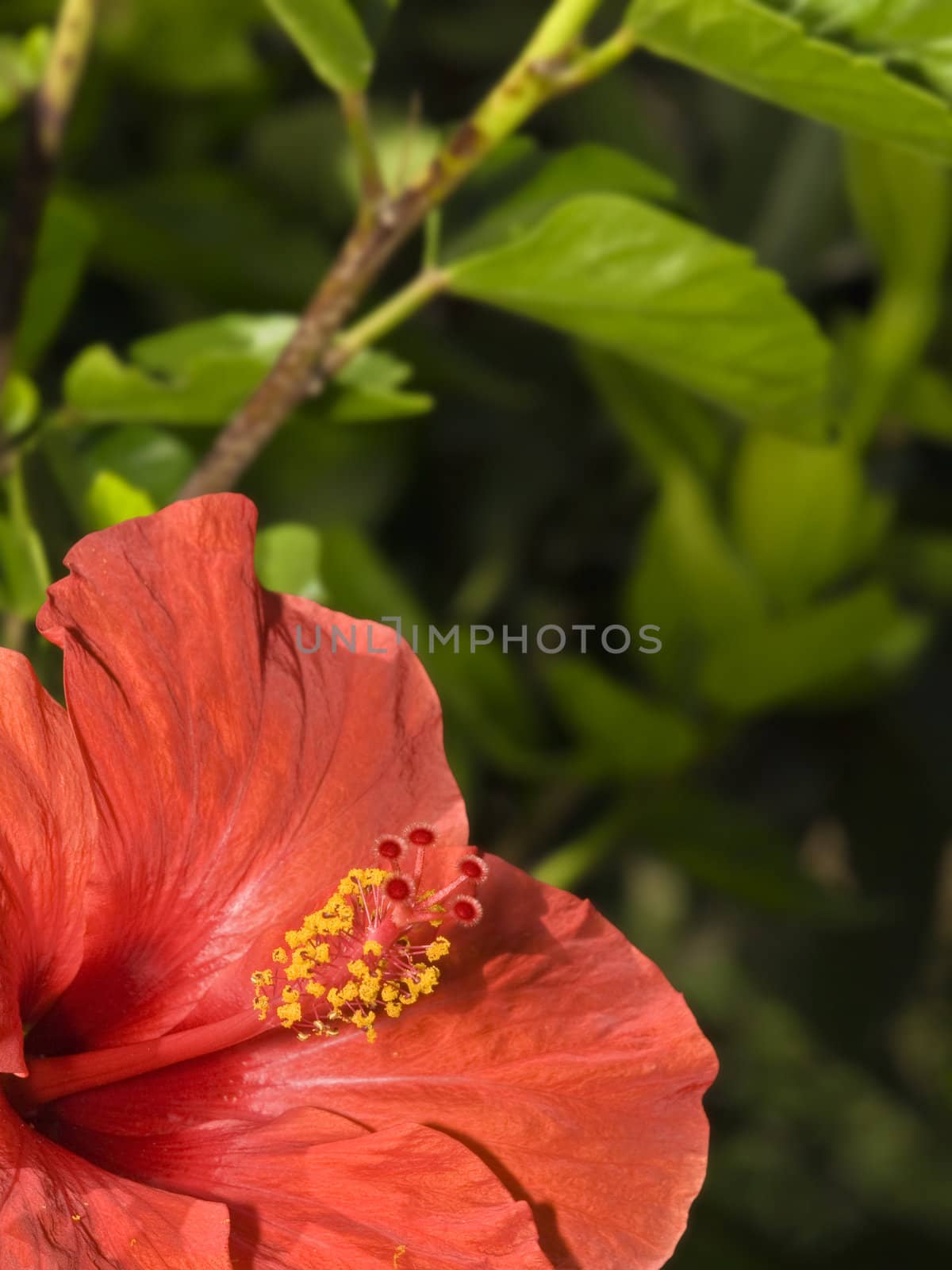 Red Tropical Hibiscus by PhotoWorks