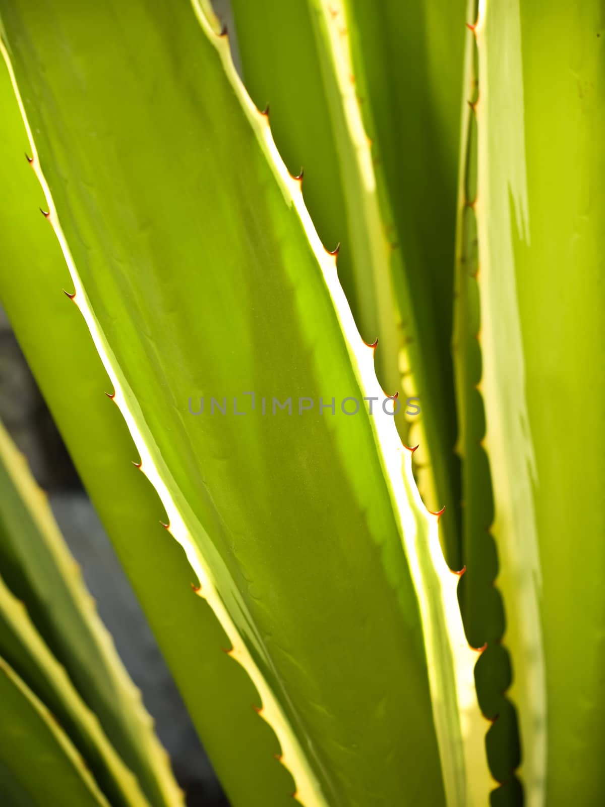 Detail of long leaf cactus plant with red thorns