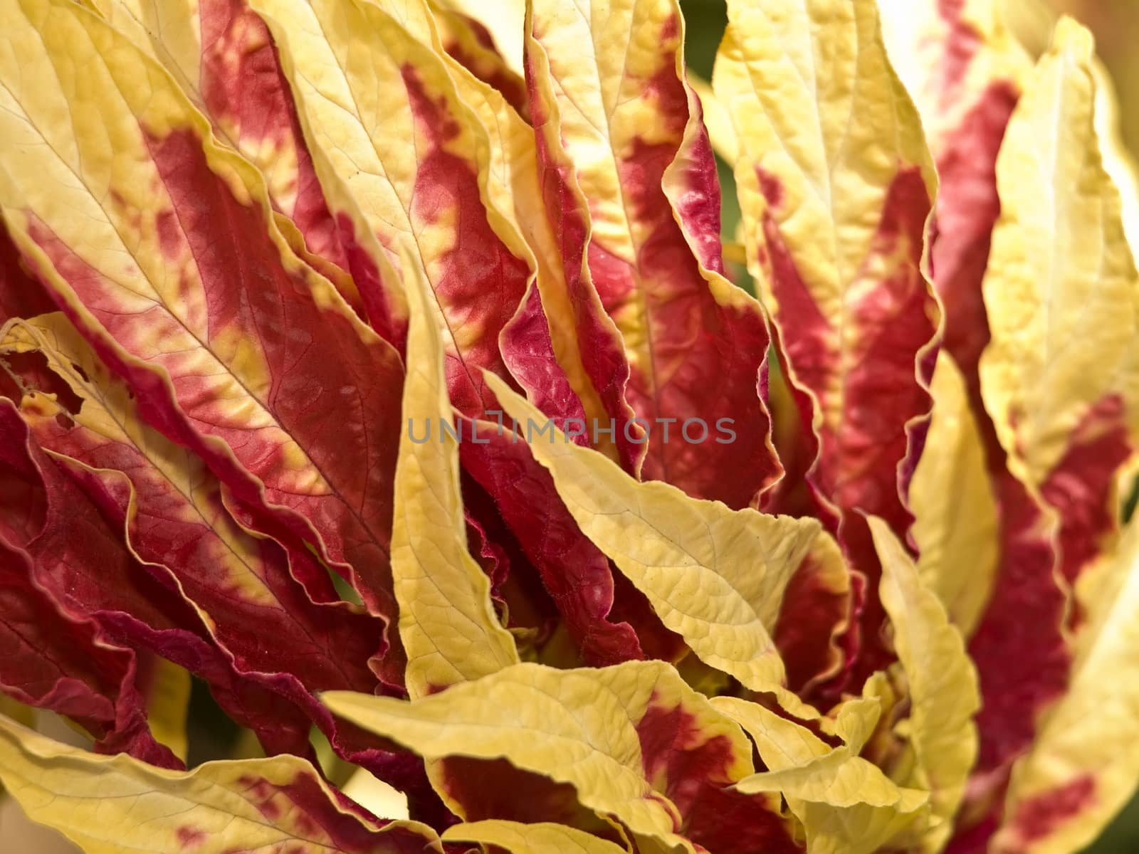 Detail of plant with yellow and red leaves. Need to know scientific name