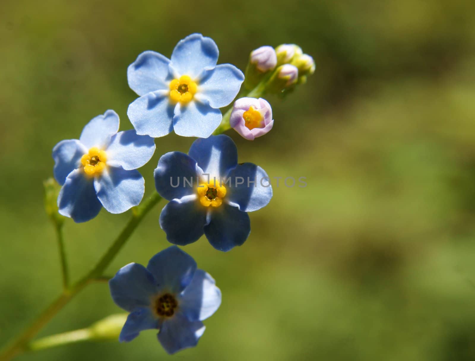 forget-me-not, flower of the field close-up.
