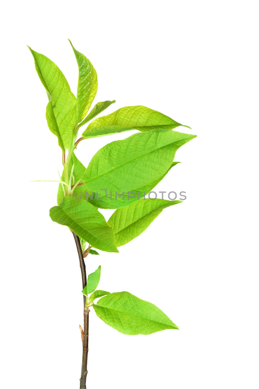 Branch of young leaves isolated on white background with clipping path