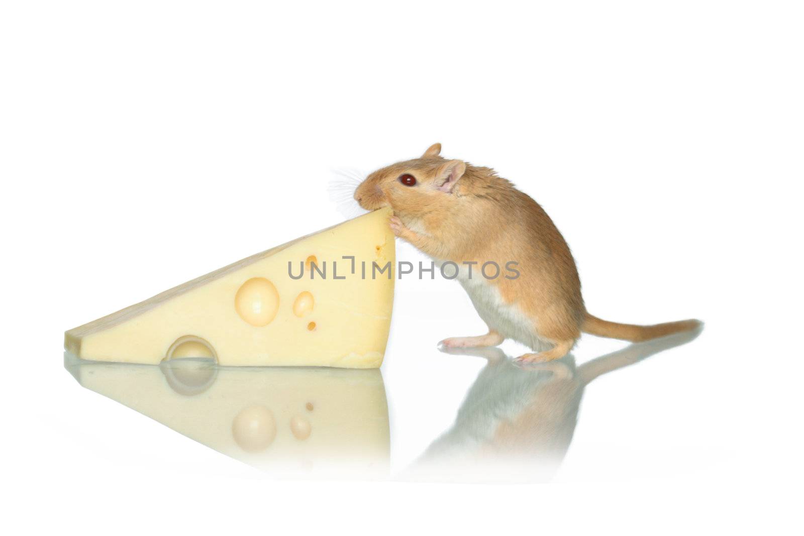 Mouse And Cheese by kvkirillov