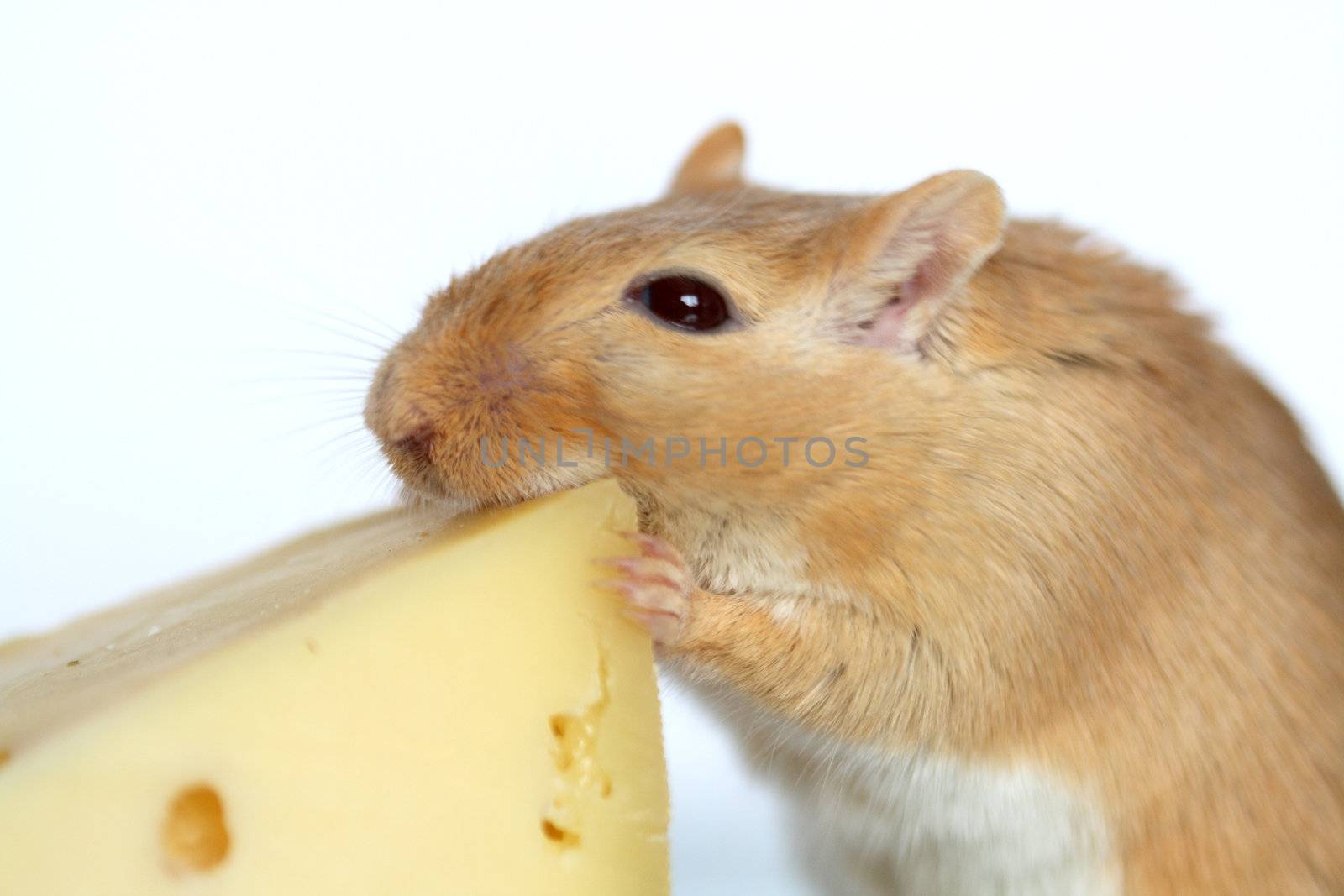 Closeup of ginger mouse eating cheese on white background