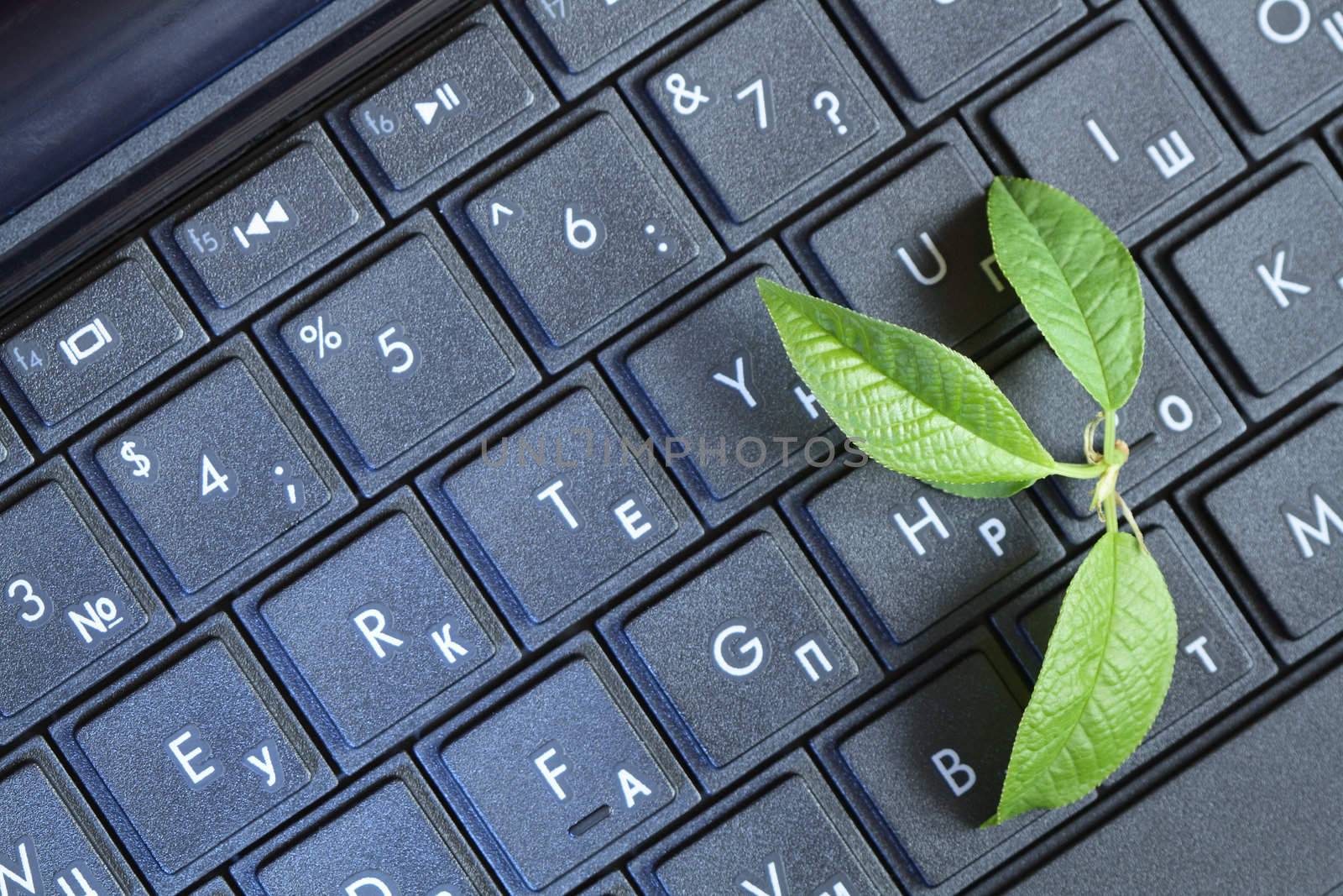 Closeup of green leaves lying on black computer keyboard