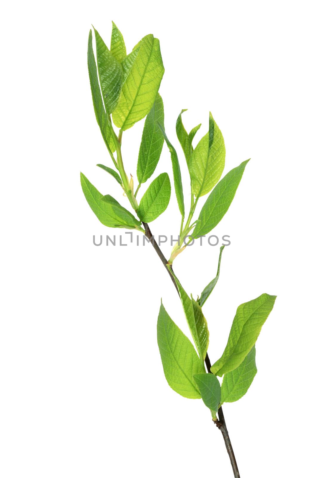 Branch of young leaves isolated on white background with clipping path