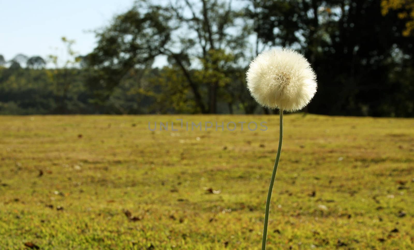 Single dandelion on field
