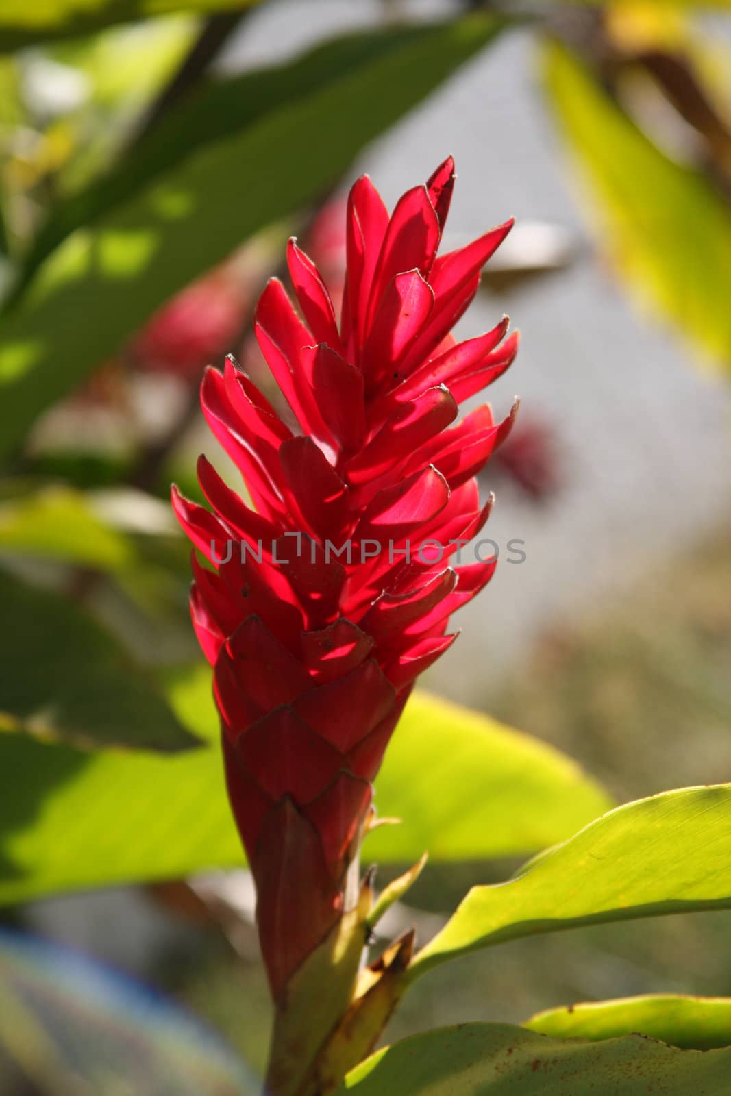 Red single flower - Alpinia Purpurata by LuBueno