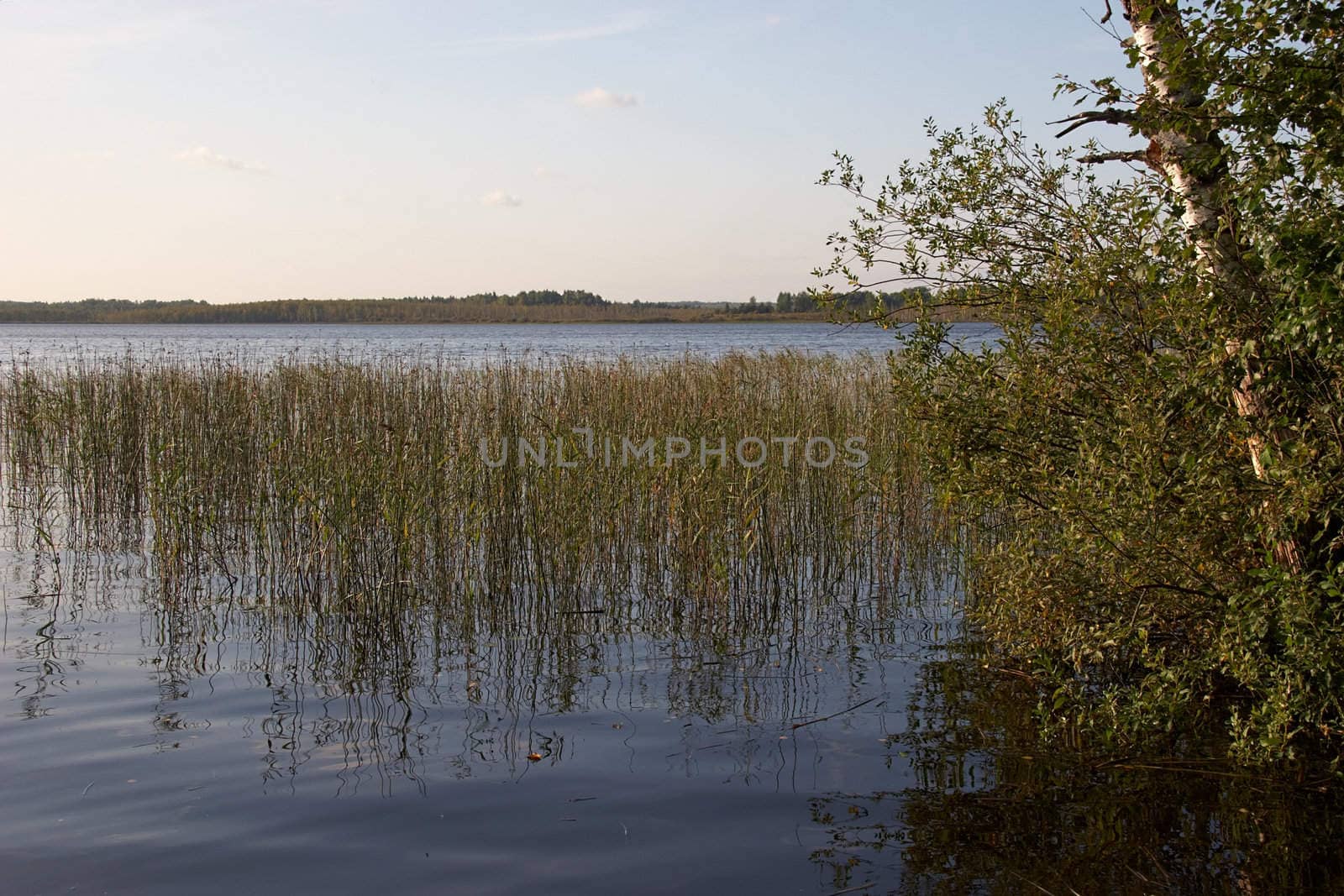 Reed in a big lake with birch tree in foreground