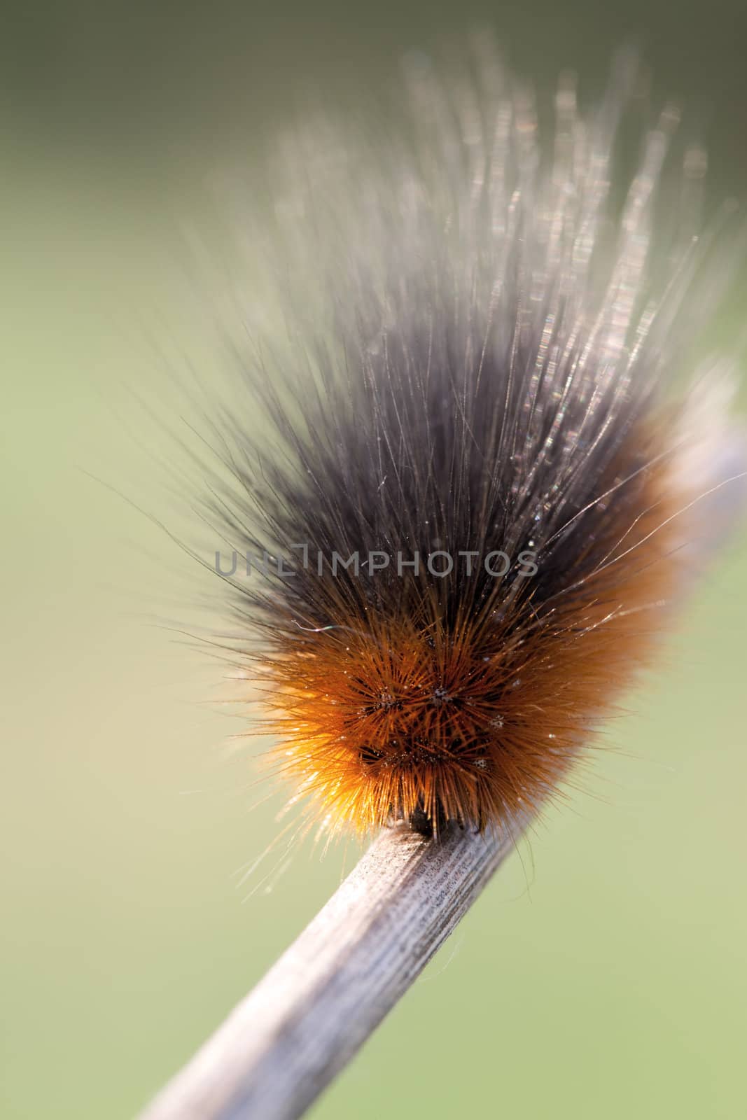 Portrait of hairy caterpillar in green background
