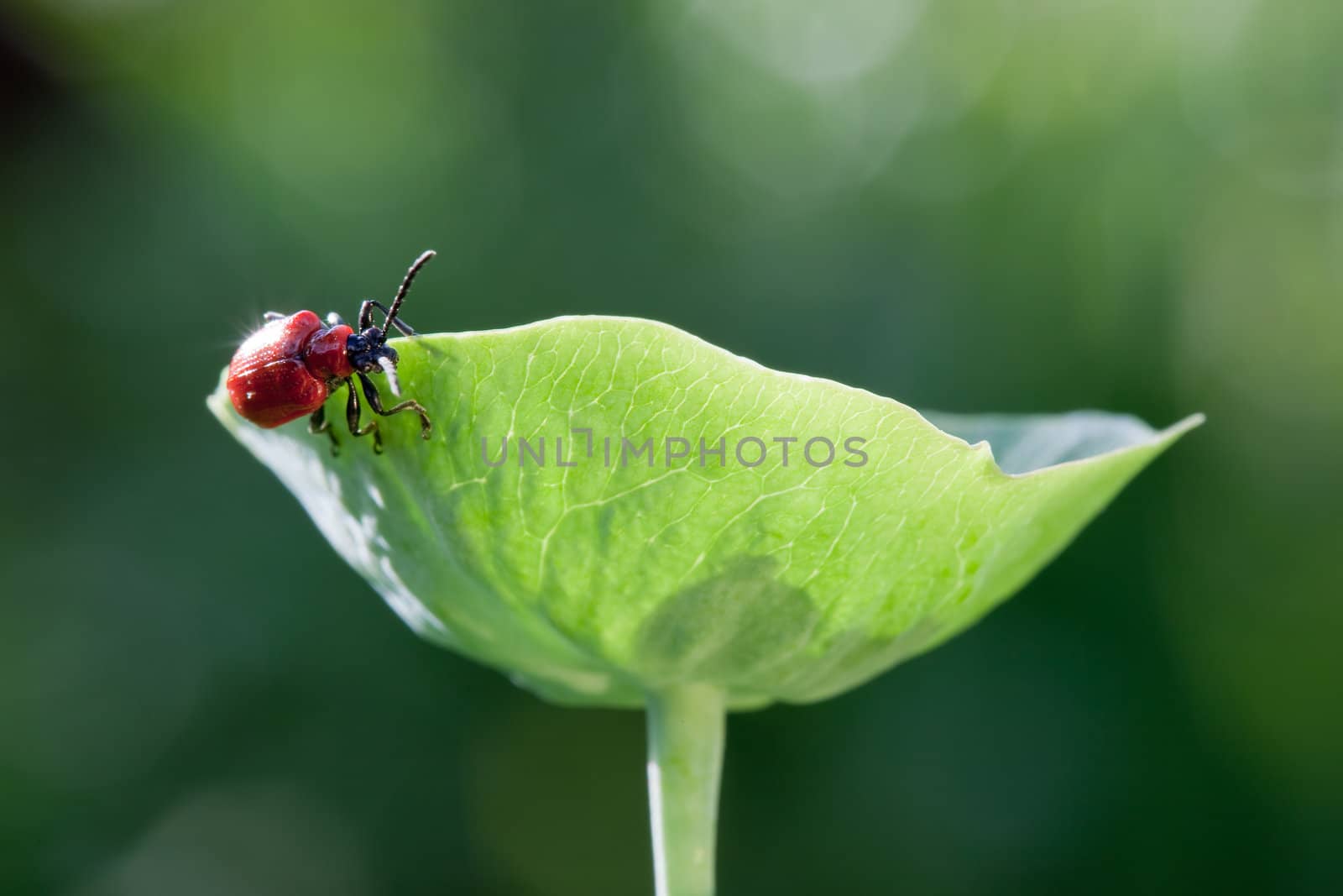 Bug with red armor travels round the plant