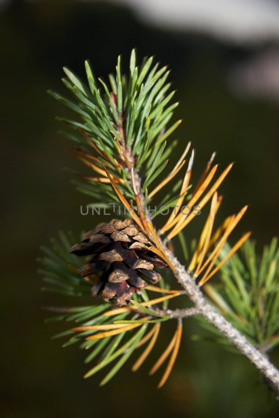 Closeup of pine branch with cone and green and yellow needles.