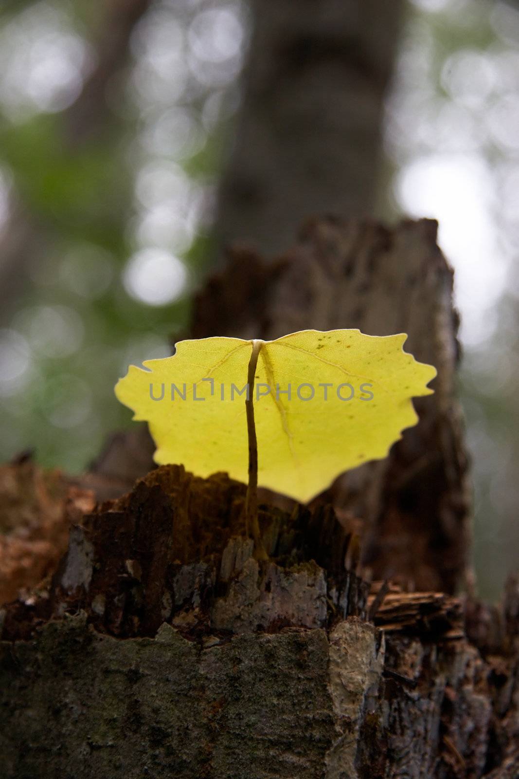 Fallen yellow aspen leaf on a tree stump.
