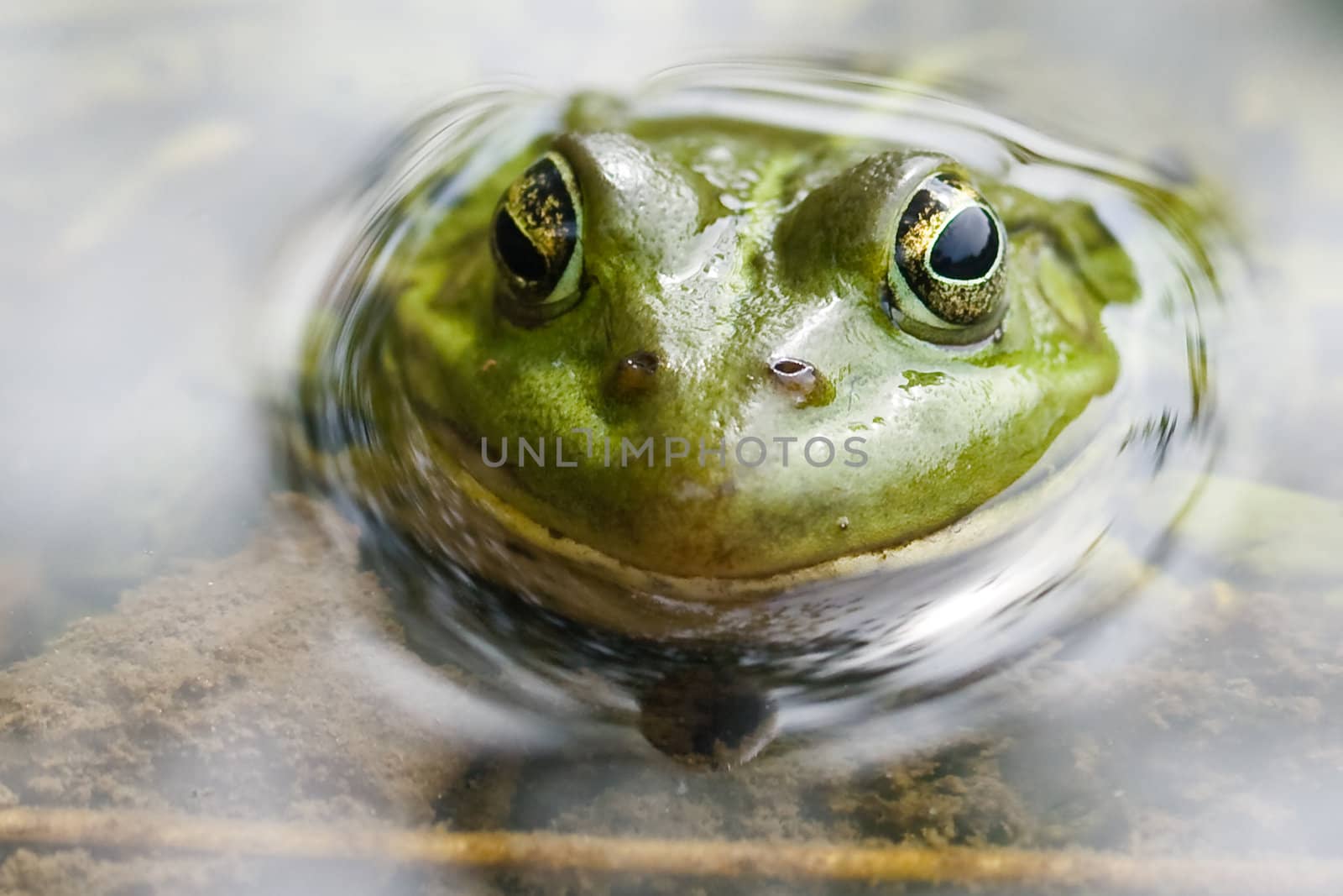 The green frog sitting in a swamp, and smile at us