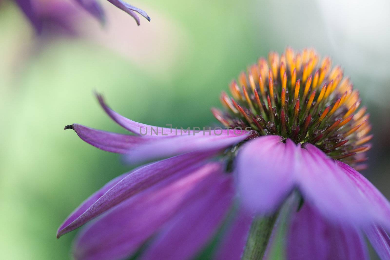 Violet and blur strokes of the flower Echinacea