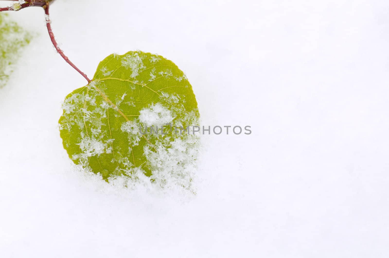 Young leaf covered with april snow