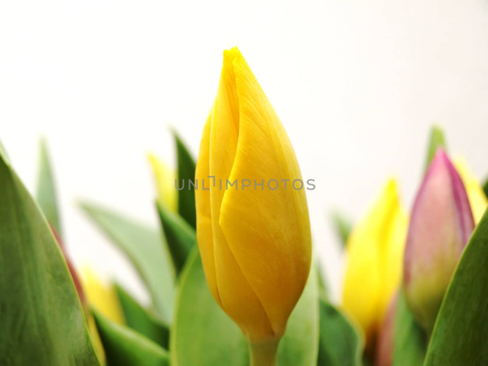 Yellow tuilip together with fresh green leaves towards white background