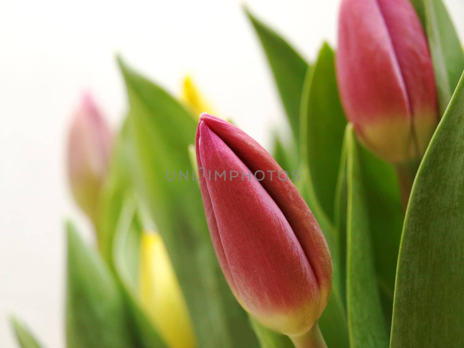 Pink tulip together with fresh green leaves towards white background