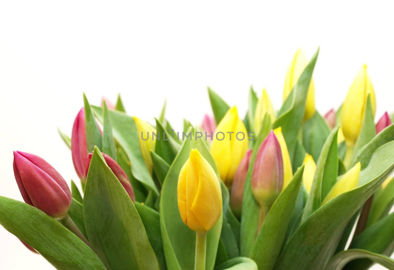 Yellow and pink tulips in a big bouquet